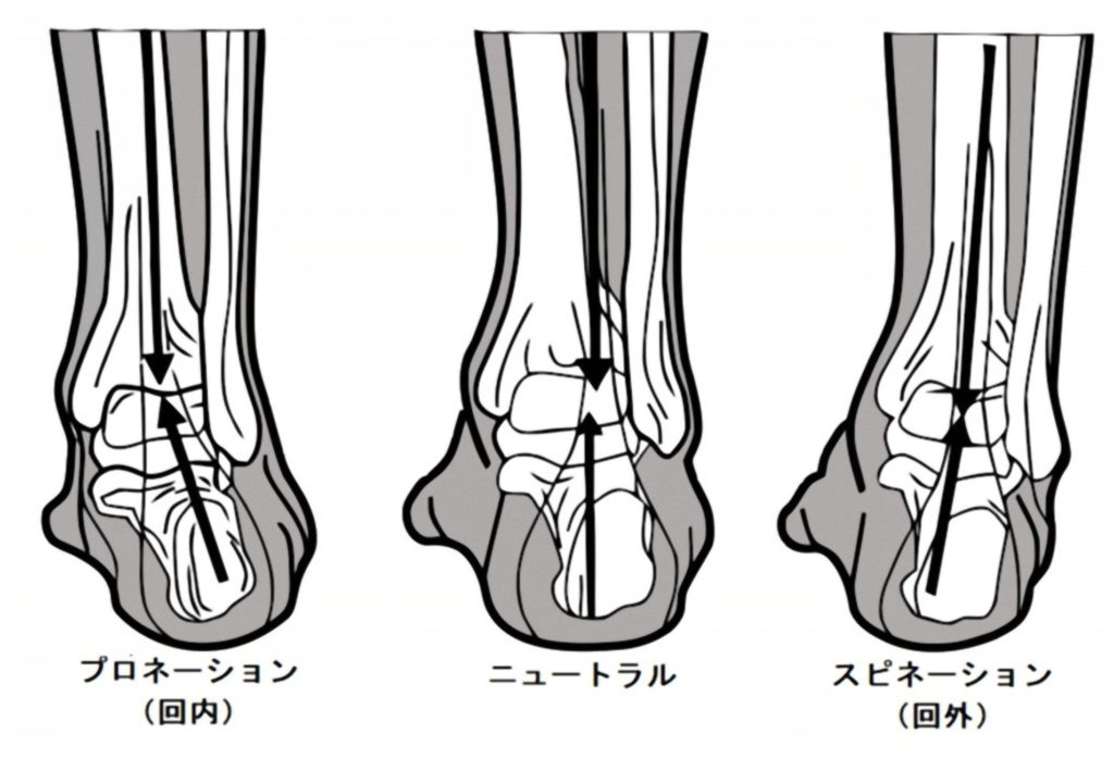 整体による姿勢改善のメカニズム